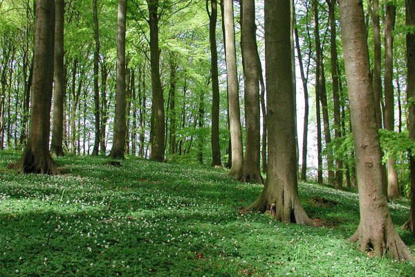 buchenwald-nationalpark-jasmund-insel-ruegen-ferienwohnungen